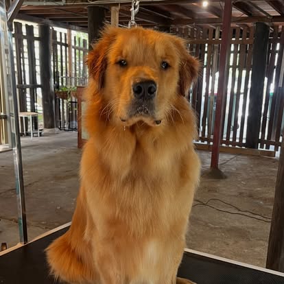 Freshly groomed golden retriever on the grooming table at Suburban Dog Grooming