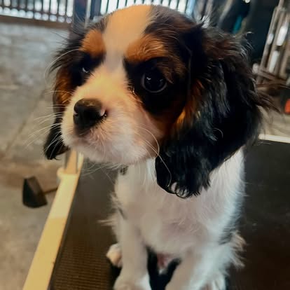Cavalier King Charles puppy after grooming
