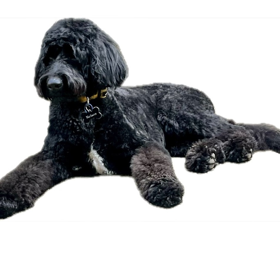 Neilson the black Labradoodle lying down with his fresh face trim